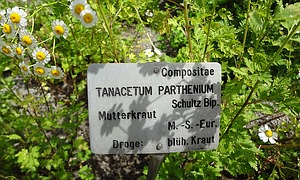 Botanische Bezeichnungen